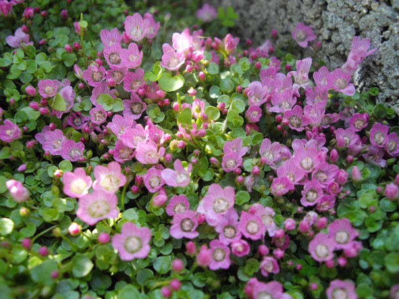 Lysimachia tenella 'Studland' en fleurs sur les landes tourbeuses humides du littoral atlantique britannique